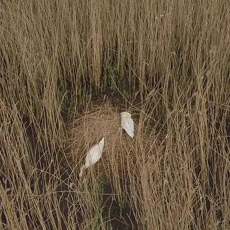 'schwanennest Lejlighed *